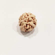 Load image into Gallery viewer, Two Mukhi Rudraksha (Himalaya)