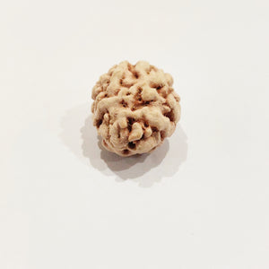 Two Mukhi Rudraksha (Himalaya)