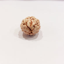 Load image into Gallery viewer, Two Mukhi Rudraksha (Himalaya)