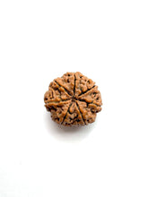 Load image into Gallery viewer, 7 Mukhi Rudraksha (Nepali Bead)