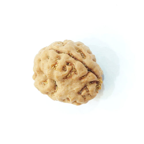 Two Mukhi (Pathri Chikna) Nepali Bead