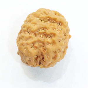 Two Mukhi (Pathri Chikna) Nepali Bead