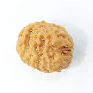 Two Mukhi (Pathri Chikna) Nepali Bead