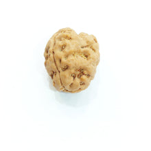 Load image into Gallery viewer, Two Mukhi (Pathri Chikna) Nepali Bead
