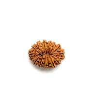 Load image into Gallery viewer, 14 Mukhi Rudraksha (Nepali Bead)